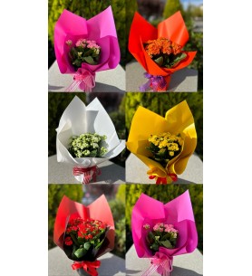 1- İthal Kalanchoe Çiçeği